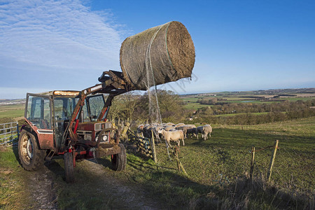 用羊场和拖拉机俯瞰农村业景观图片