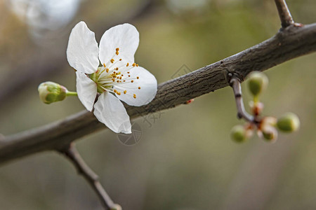 春天来了在大自然的树枝上关闭樱桃李花背景图片