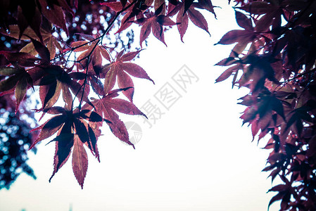 秋天五颜六色的红枫叶图片