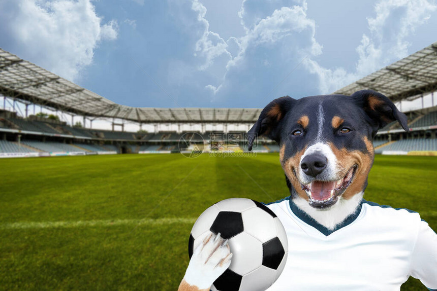 带球的足球狗图片