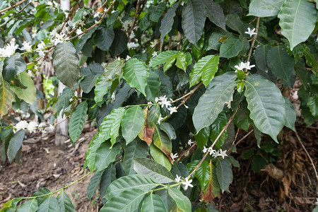 自然收获的开花咖啡植物图片