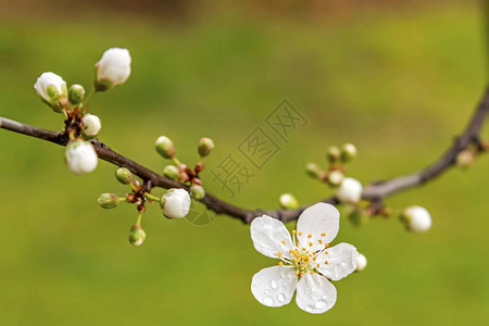 春天来了在大自然的树枝上关闭樱桃李花背景图片