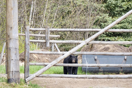 奇怪的黑熊站在加拿大WellsGray公园农图片