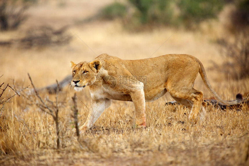 南狮Pantheraleomelanochaita也是东南非狮或东南非狮或Pantherakruegeri成年母狮穿过大草原母图片