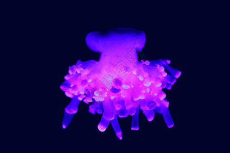 Cassiopea上下游水母是真正的水母的基因图片