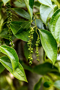 黑胡椒植物新鲜绿叶发光树图片