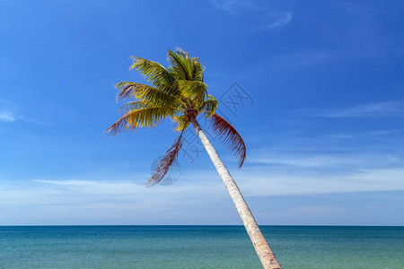 热带椰子棕榈树在蓝天空背景下图片