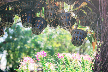 花园里挂着阳光的花盆图片