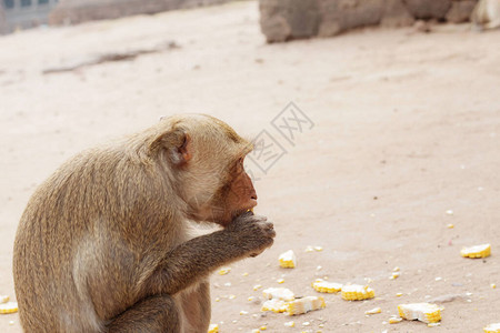 猴子在动物园里吃东西图片