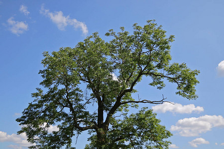 蓝天白云背景下的大绿树图片