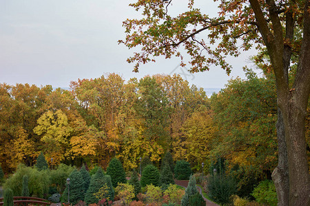 秋天公园树景观图片
