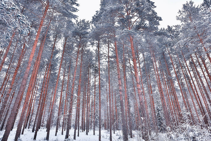 寒冬清晨在松树森林风景中一片明图片