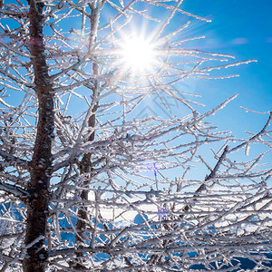 阳光明媚的冬季景观与一棵树在白云岩图片