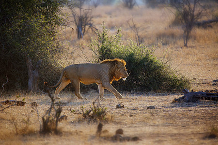 德兰士瓦狮子危险的美丽的高清图片
