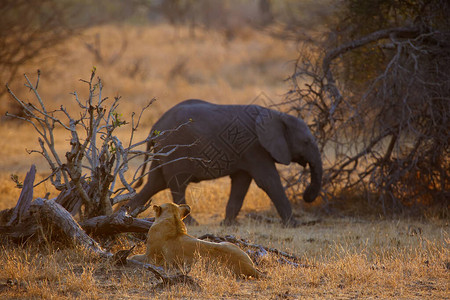 德兰士瓦狮子肉食动物荒野高清图片