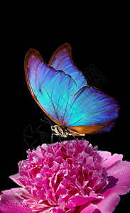 牡丹花上的蓝色大闪蝶特写黑色背景中的粉背景图片