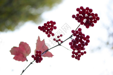 秋天灌木上的荚蒾浆果Gilaburu图片