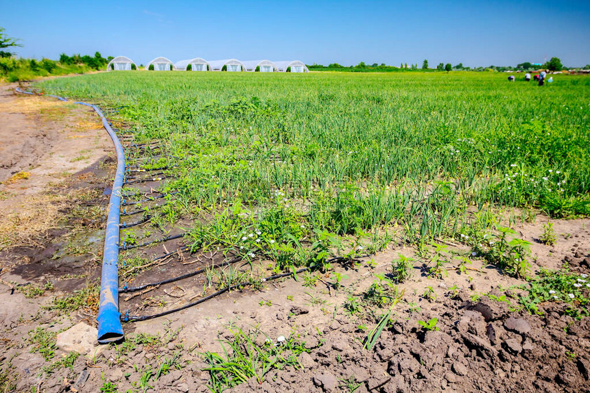 塑料灌溉管被放置在小洋葱的种植园中图片