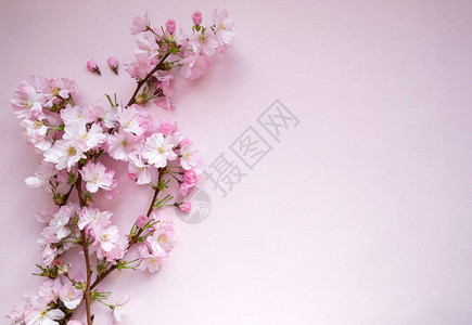 浅粉色盛开的樱花树枝图片