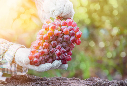 在农场采摘葡萄的园丁们佛罗伦萨以新鲜果实图片
