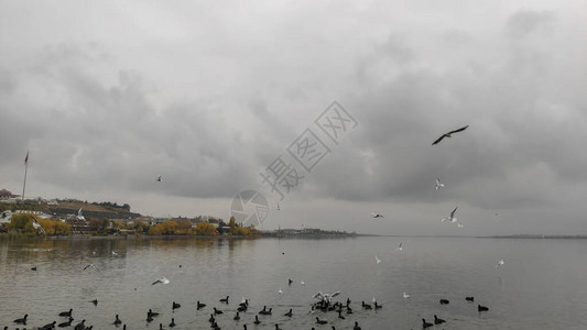 湖和鸬鹚和鸭子海鸥图片