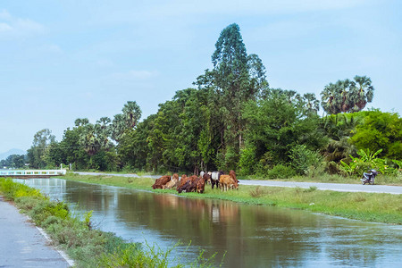 成群的奶牛在靠近灌溉渠的路边吃草背景图片