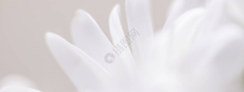 花朵盛开的白花和春天自然和植物背景的花瓣图片