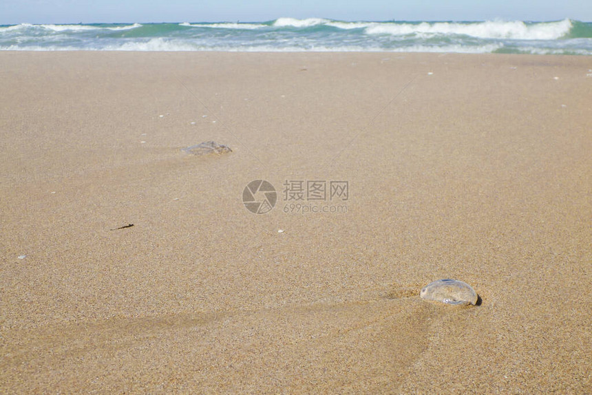 海蜇在沙滩上的海浪图片