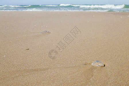 海蜇在沙滩上的海浪图片