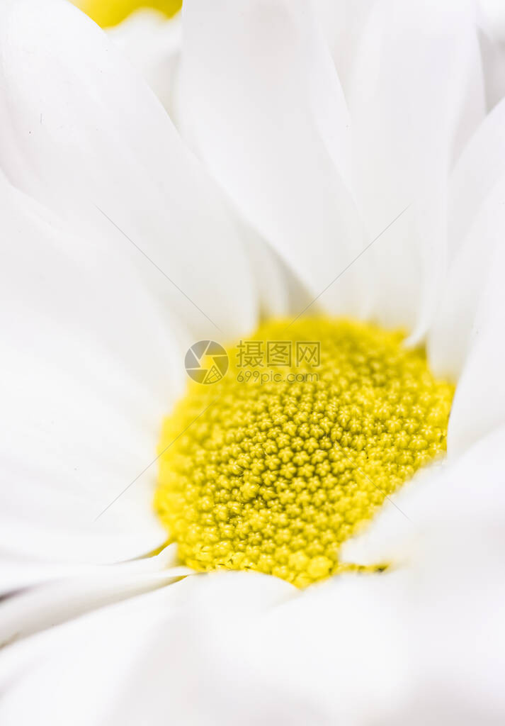 大自然中的春菊花卉艺术和植图片