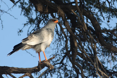 南部苍白的高鹰Melieraxcanorus正坐在大树中间图片