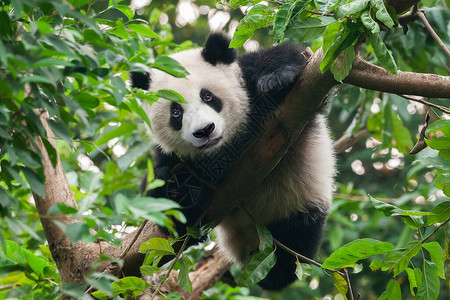 大熊猫爬树图片
