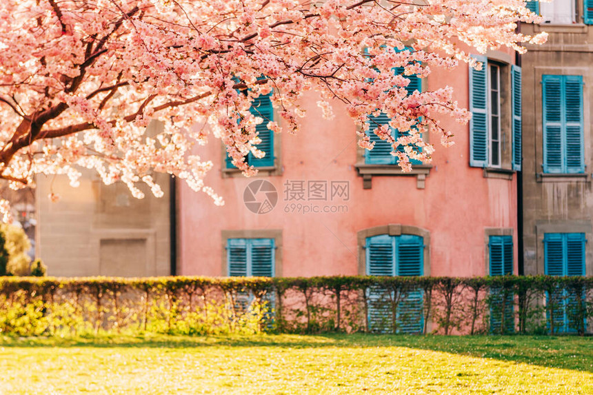 春季花园或公园有粉红开花的图片