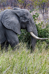 克鲁格公园的非洲象图片