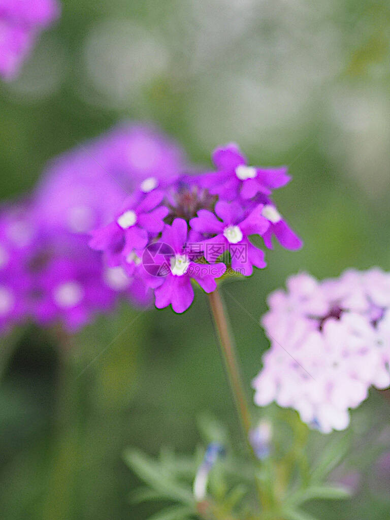 深紫马鞭草紫色花和马鞭草科半木本开花植物的优良耐热属图片