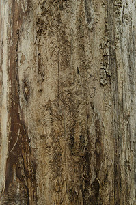 光滑的树皮纹理自然木质纹理特写图片