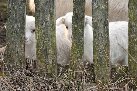 春天农场的山羊和小山羊图片