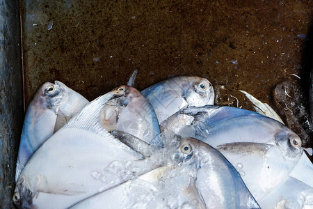 市场行业的海鲜鱼图片