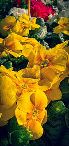 壁花黄色春天的花朵自然背景图片