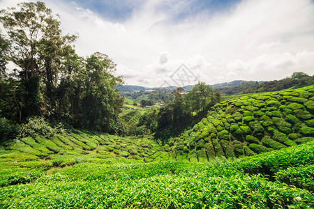 马来西亚高山绿色茶叶种植田高图片