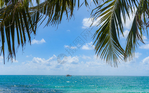 海滩上的热带椰子叶棕榈树图片