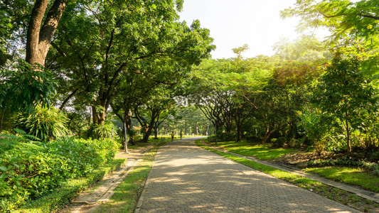 公园慢跑道的灰块混凝土在绿叶树荫下人行道旁的灌木和灌木丛下人们在常绿树叶下的灰色曲线人行道上行走阳光明媚的早晨在一个精心背景图片