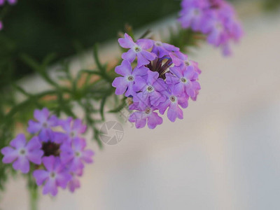 深紫马鞭草紫色花和马鞭草科半木本开花植物的优良耐热属背景图片