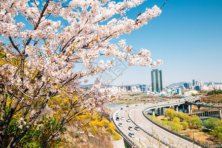 韩国首尔城市景观和樱花和连翘花的英峰山图片