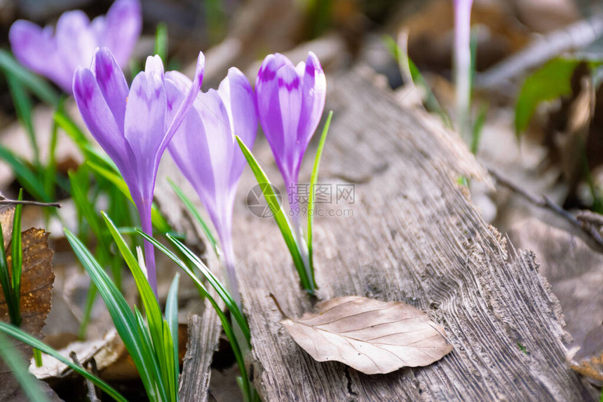 森林里的花朵春时野生紫图片
