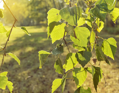 年轻的绿桦树叶在阳光下的前景中图片