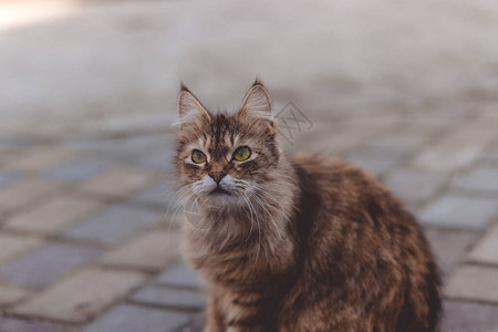 棕色毛猫绿眼睛坐在街上猎图片