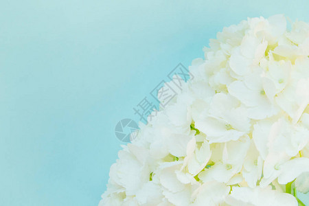 美丽的白色绣球花蓝色背景上有一片叶子图片