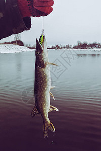 派克在湖上钓鱼钓鱼休闲图片