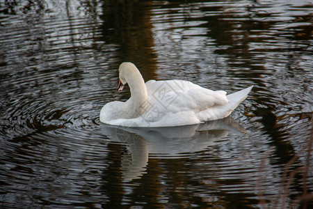 白天鹅在池塘里游泳图片